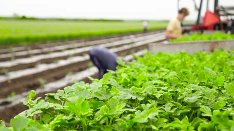 Watermelon seedlings on a tractor trailer Stock-Footage 130858242