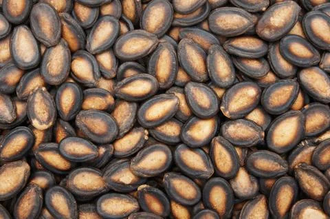 Watermelon seeds Stock Photos