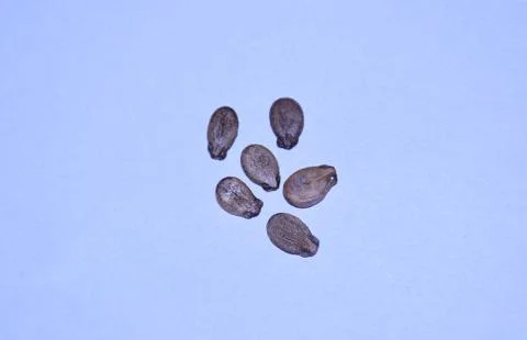 Watermelon Seeds Stock Photos