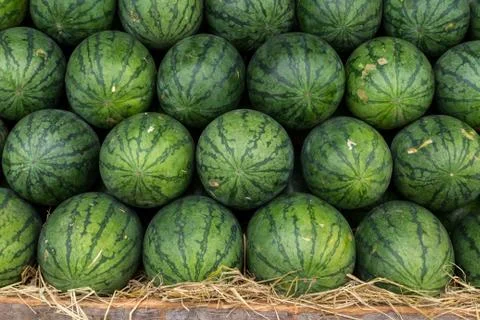 Watermelon set in a row on straw Stock Photos