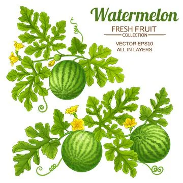Watermelon set on white background Stock Illustration
