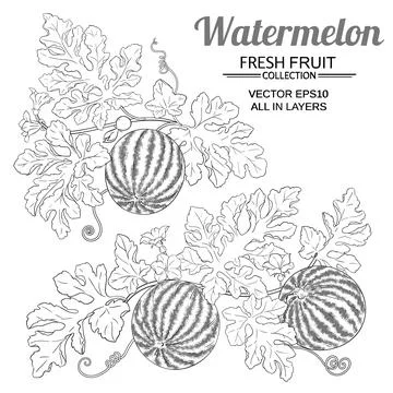 Watermelon set on white background Stock Illustration