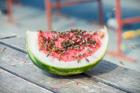 Watermelon slice covered with wasps and bees, outside on a wooden table Stock Photos