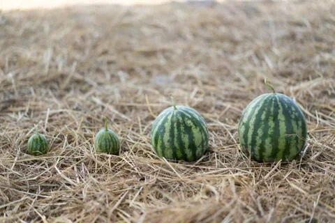 Watermelon small to large On straw. Stock Photos