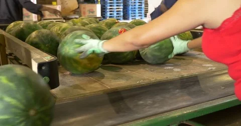 Watermelon Sorting Stock Footage 74586471