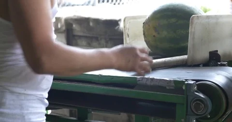 Watermelon Sorting Video stock 74586602