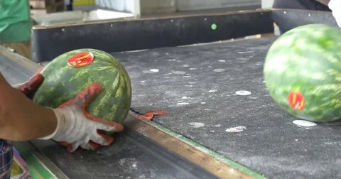 Watermelon Sorting Stock Footage 74586661