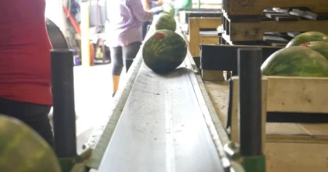 Watermelon Sorting Stock Footage 74586901