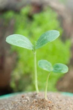 Watermelon sprout Stock Photos
