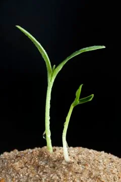 Watermelon sprout Foto stock