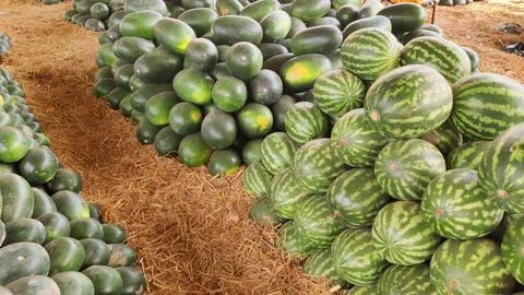 Watermelon stacks lining a grassy path at wholesale fruit market Stock Photos