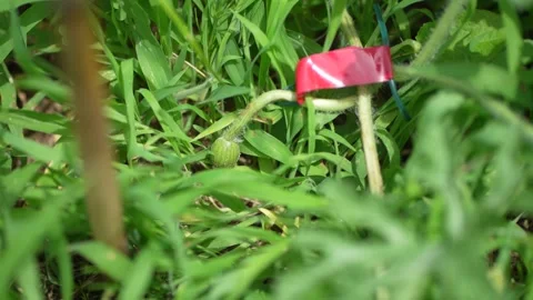 Watermelon starting to bear fruit Stock Footage 277522779