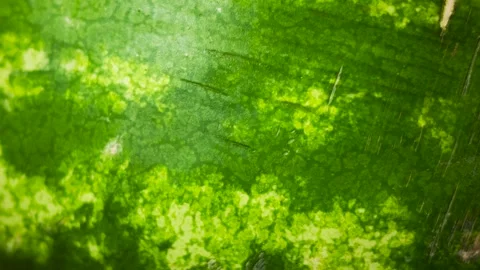 Watermelon Texture Close Up, Stock Footage 343662444