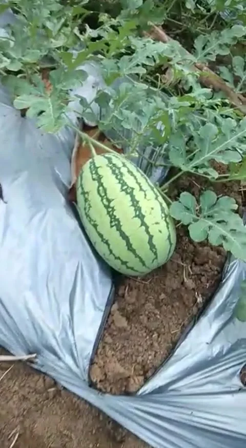 Watermelon using organic fertilizing 스톡 동영상 230218809