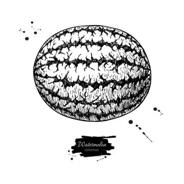 Watermelon vector drawing. Isolated hand drawn berry on white background.  .. Stock Illustration