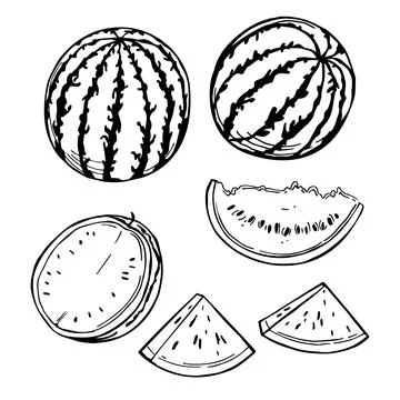 Watermelon. Vector   illustration. Stock Illustration
