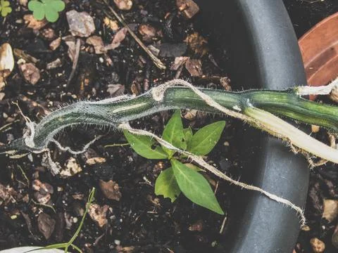 Watermelon-vine Stock Photos