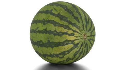 Watermelon on a white background Stock Illustration