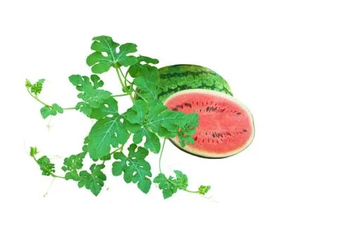 Watermelon on White Background Stock Photos