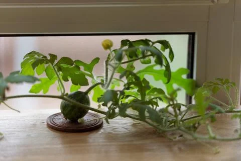 Watermelon on the windowsill Stock Photos