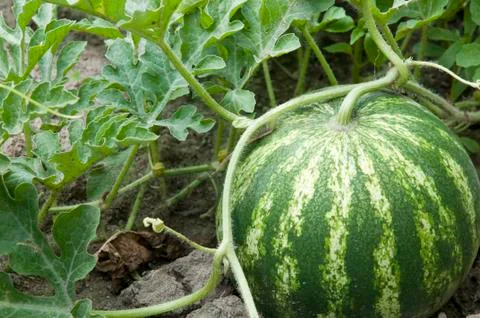 Watermelone Stock Photos