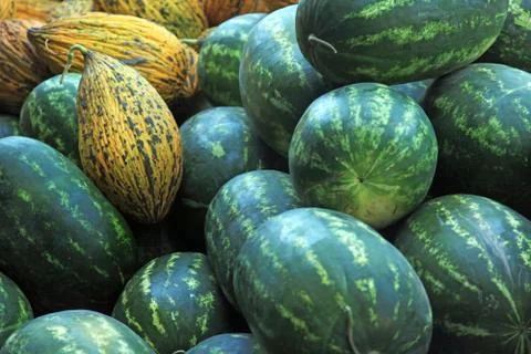 Watermelons and  melons Stock Photos