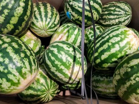 Watermelons close-up in a store Concept of vegetable garden, gardening.. Stock Photos
