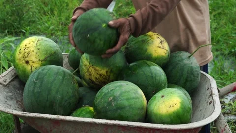 Watermelons collected in wheelbarrows Video stock 273071443