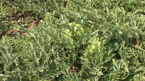 Watermelons covered with leafs Stock-Footage 39670584