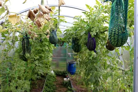 Watermelons of different shapes in supporting nets ripen in a greenhouse on.. Stock Photos