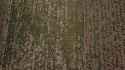 Watermelons on the field Stock Footage 114627657