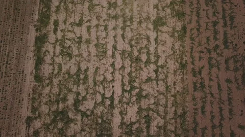 Watermelons on the field Stock Footage 114733889