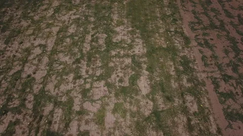 Watermelons on the field Stock Footage 114808618