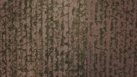 Watermelons on the field Stock Footage 114897282