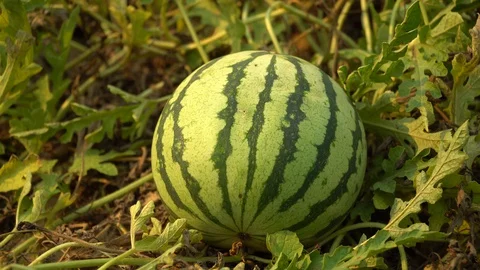 Watermelons Stock Footage 128214333