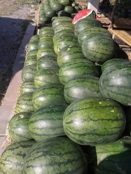 Watermelons fruit Stock Photos