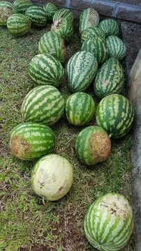 Watermelons on the grass Stock Photos