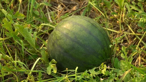Watermelons on ground Stock Footage 128214414