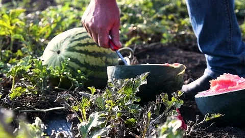 Watermelons grow in the field Video stock 222585820