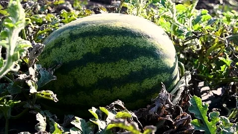 Watermelons grow in the field Видео 223688711