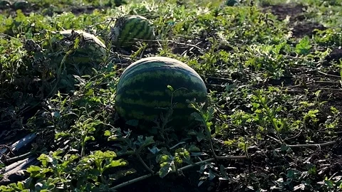 Watermelons grow in the field 動画素材 225322262