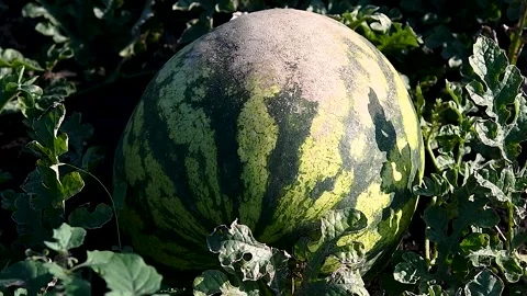 Watermelons grow in the field Stock Footage 253667409
