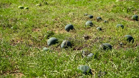 Watermelons grow in the field Vidéo 270305301