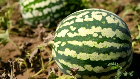 Watermelons grow in the field 库存影片 270305310