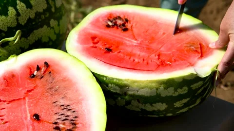 Watermelons grow in the field Vidéo 271026999