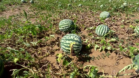 Watermelons grow in the field Stock Footage 272299622