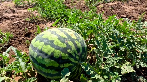 Watermelons grow in the field Stock Footage 272299666