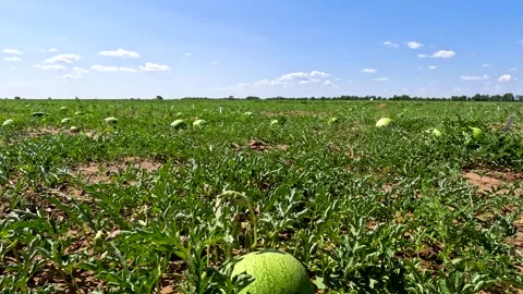 Watermelons grow in the field Stock Footage 272299768