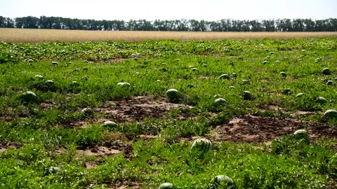 Watermelons grow in the field Stock Footage 273197848
