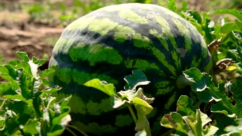 Watermelons grow in the field Stock Footage 273197869
